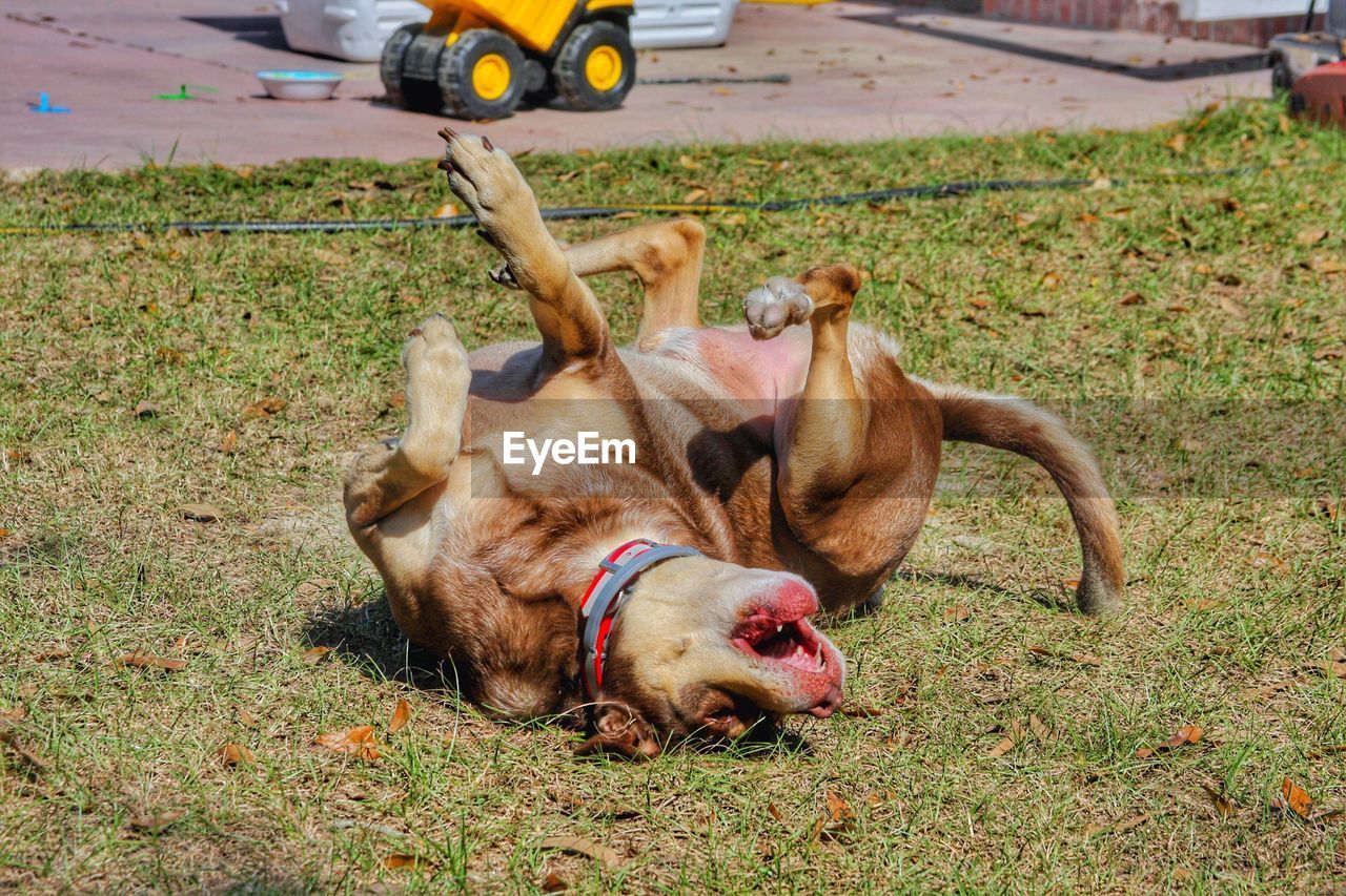 HORSE LYING ON GRASS