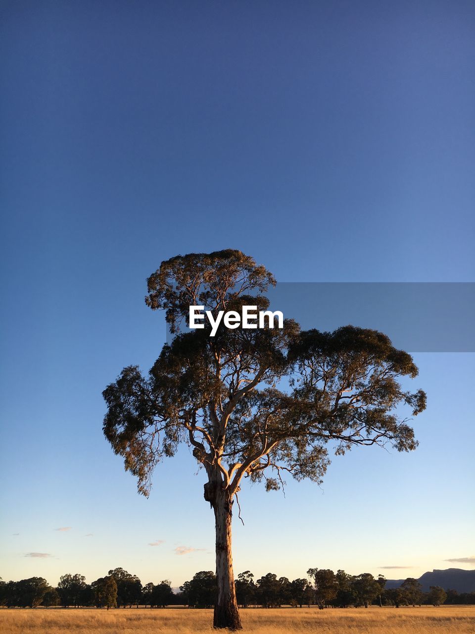 Tree on landscape against clear blue sky