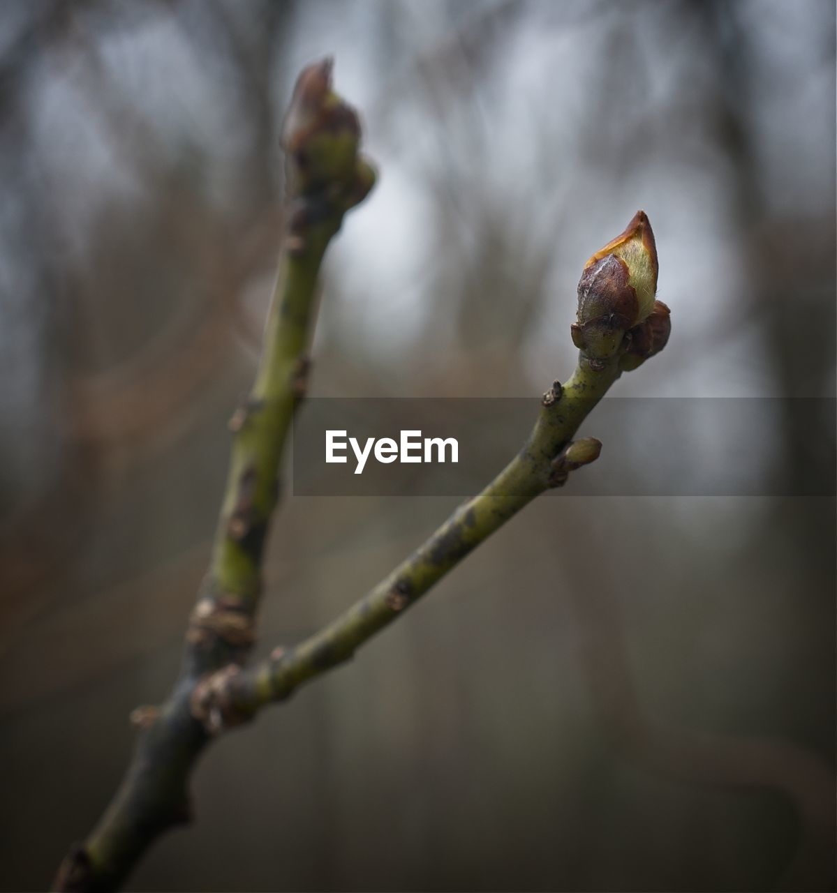 Close-up of flower against blurred background