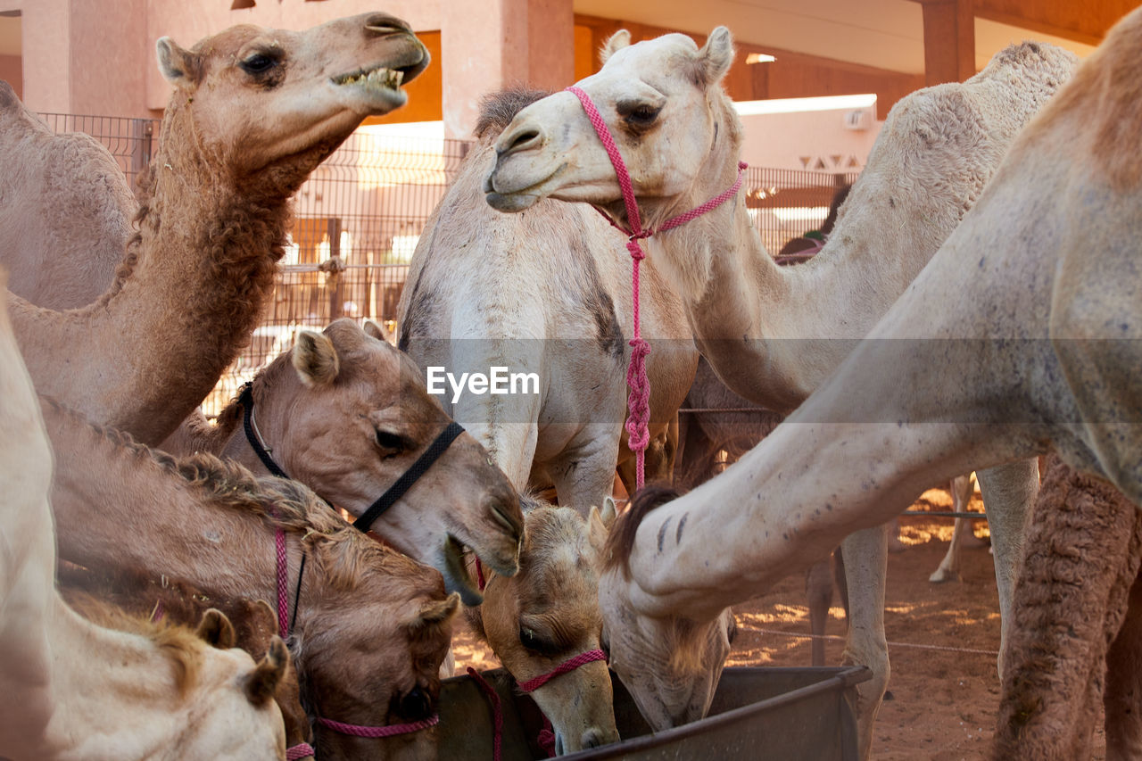 Feeding camles at a camel market near al ain, uae, where camels are sold mainly for camel races