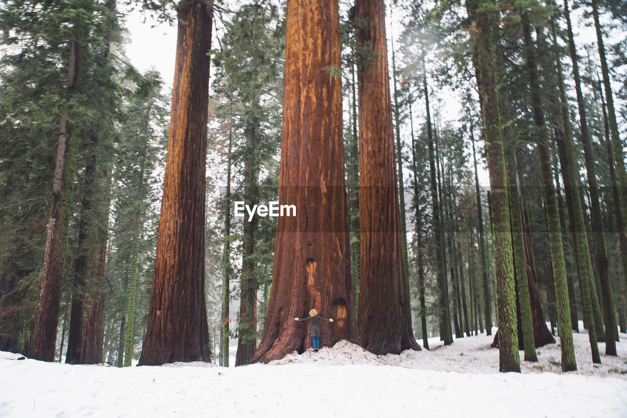 Pine trees in forest during winter