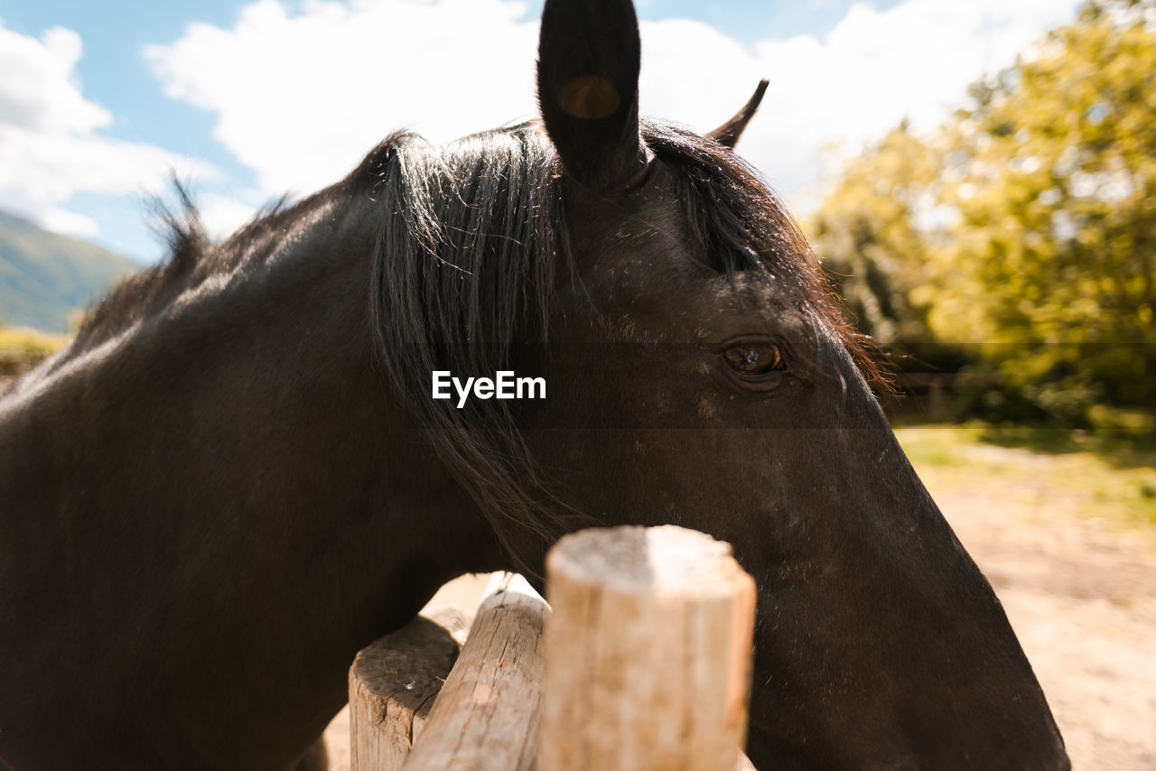 CLOSE-UP OF HORSE