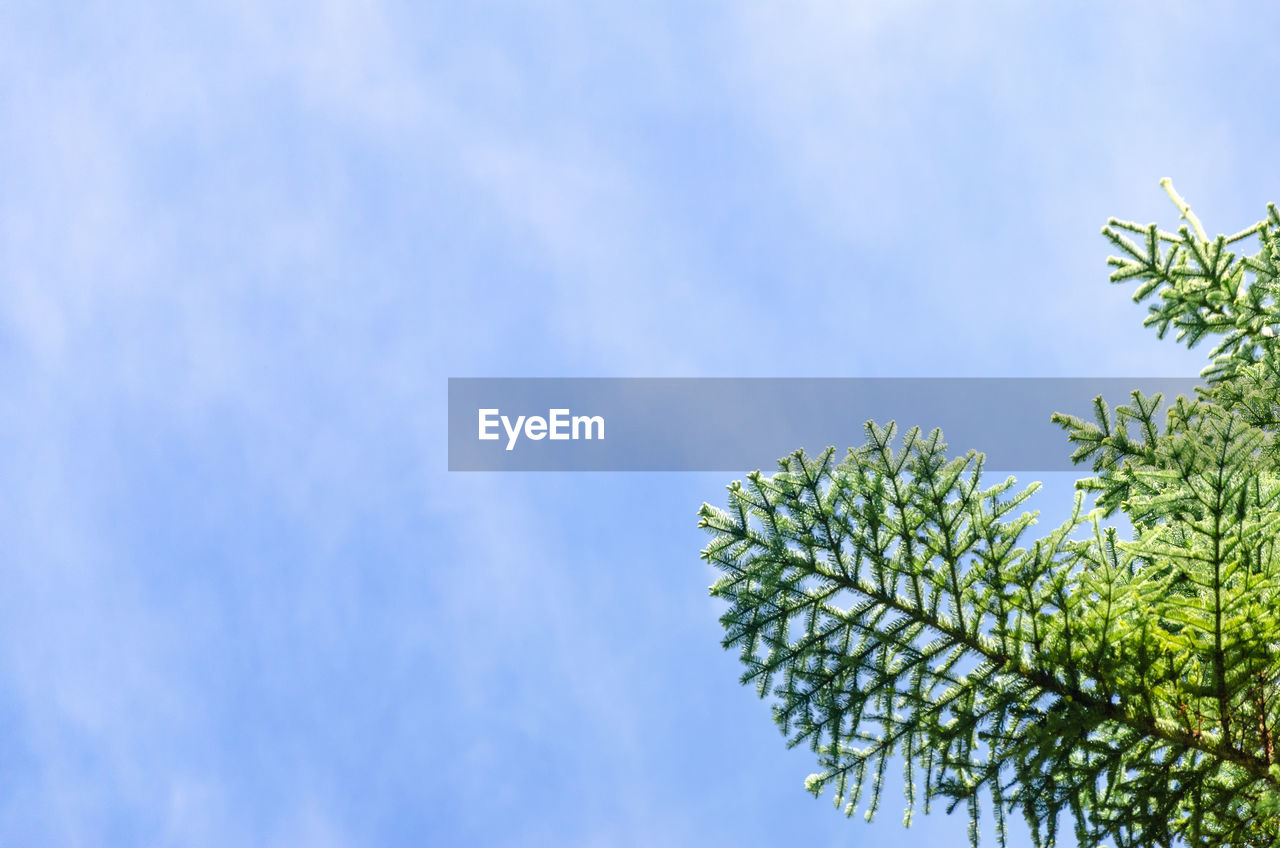 Low angle view of tree against sky