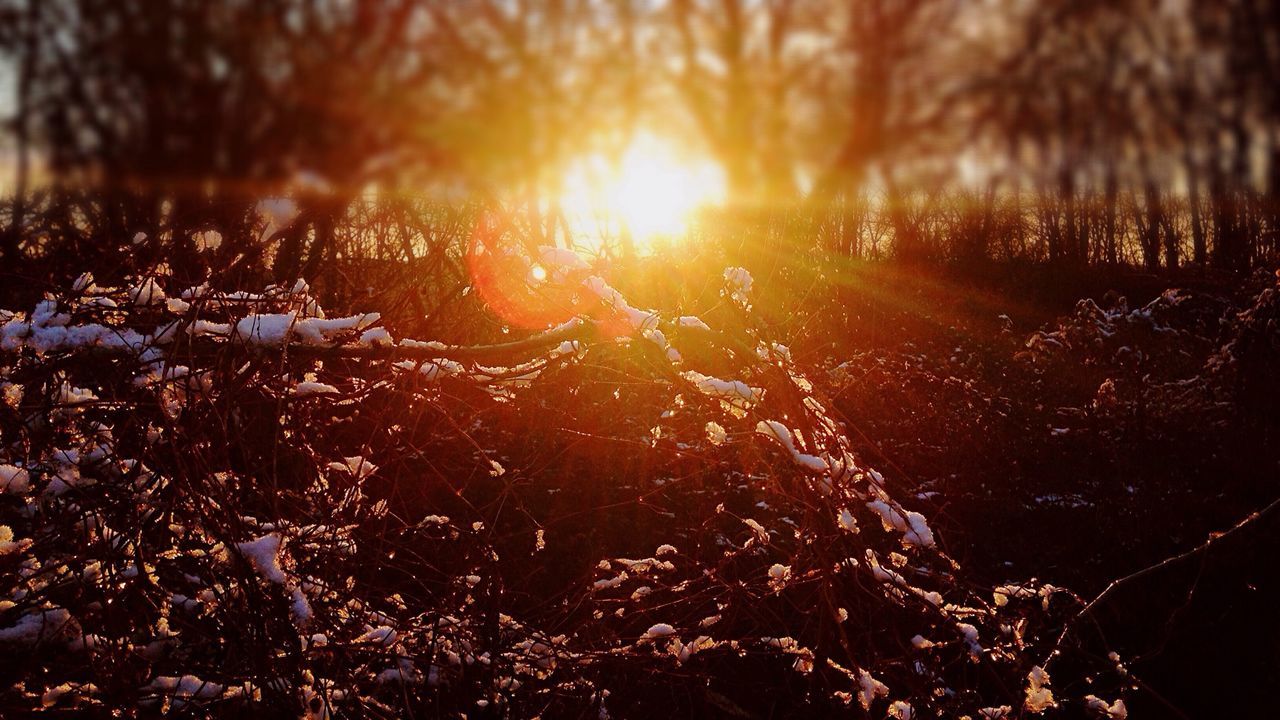 Close-up of snow covered plants during sunset