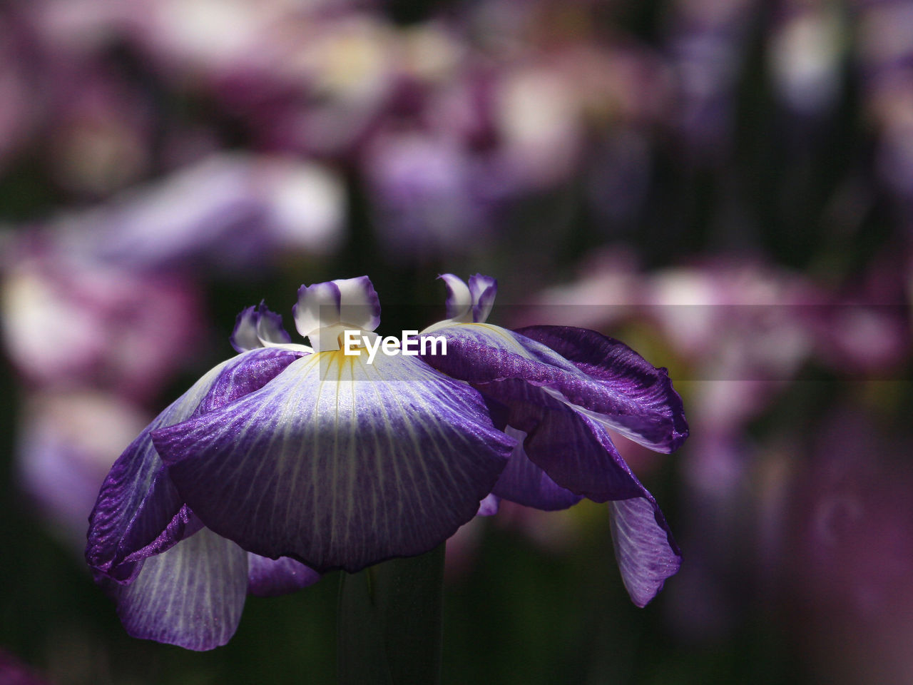 flower, flowering plant, plant, freshness, purple, beauty in nature, human eye, close-up, fragility, petal, growth, flower head, inflorescence, nature, focus on foreground, iris, macro photography, blossom, springtime, outdoors, magenta, selective focus, botany