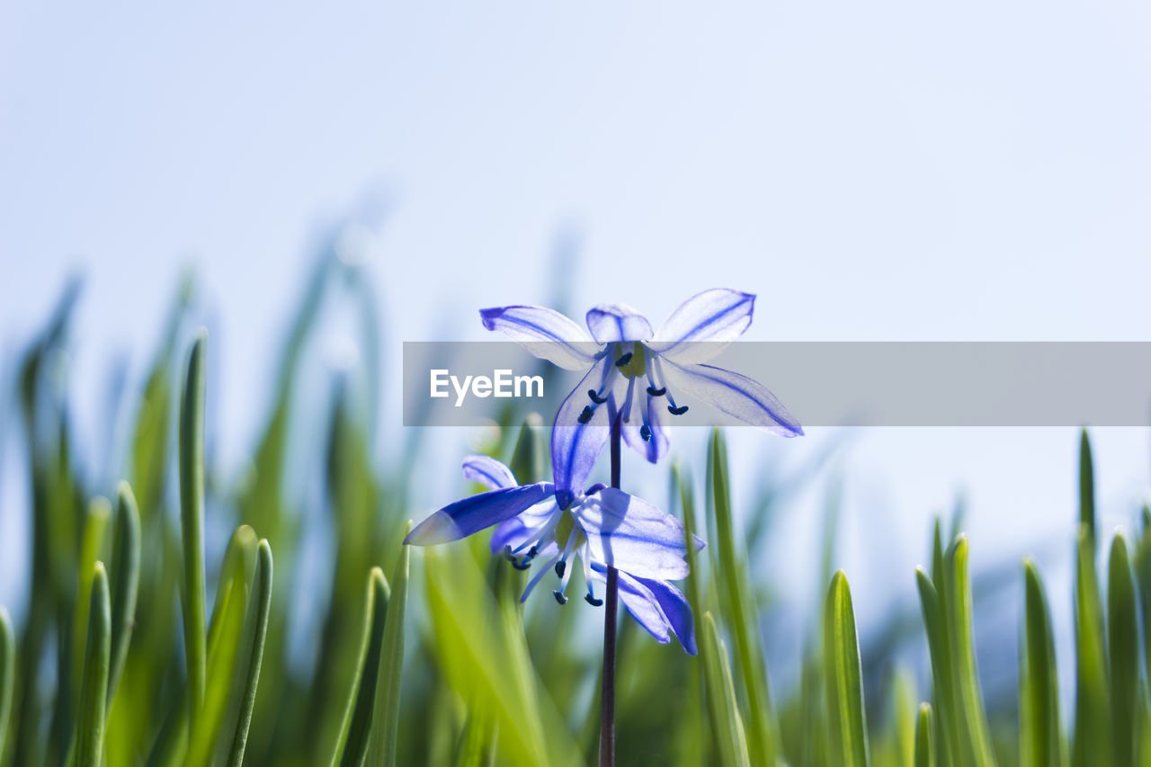 Close-up of purple flower