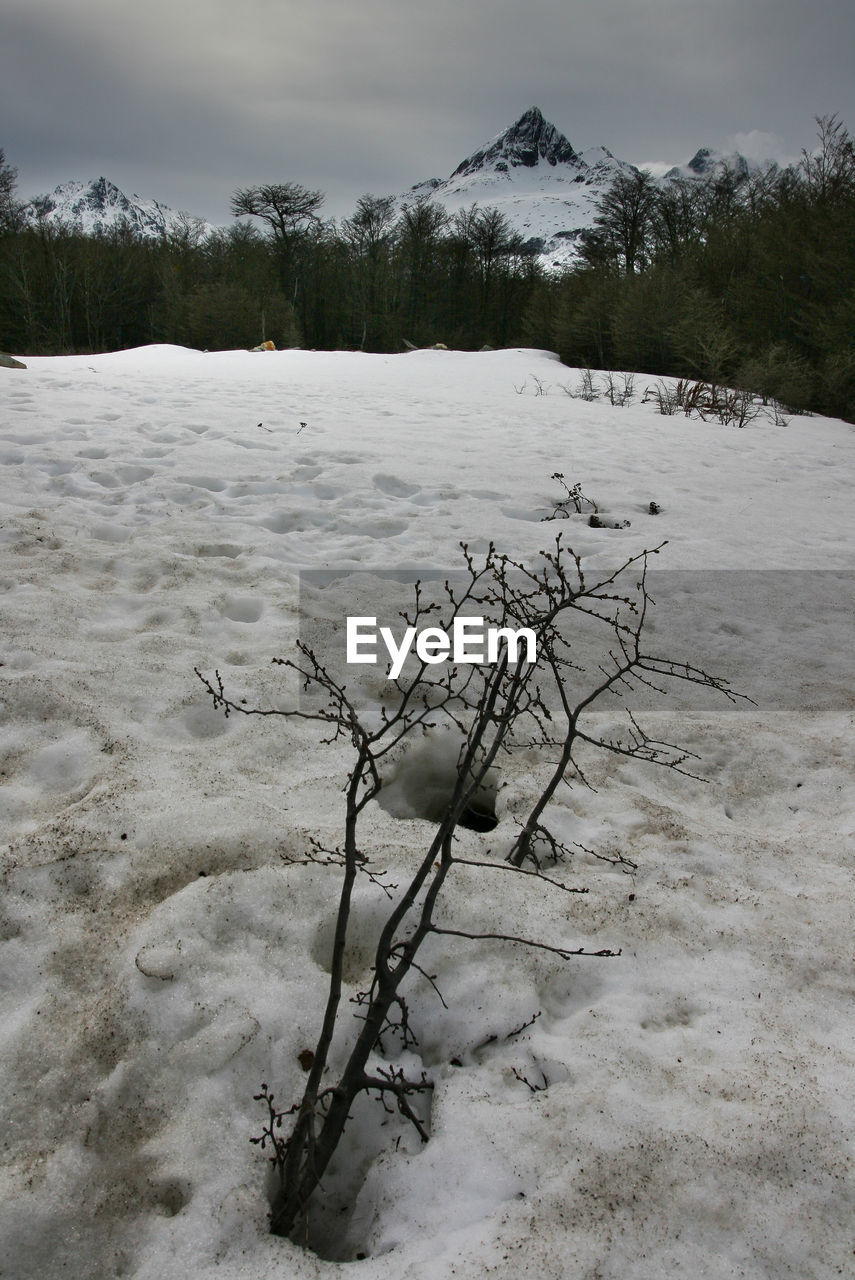 DEAD TREE ON SNOW COVERED LANDSCAPE