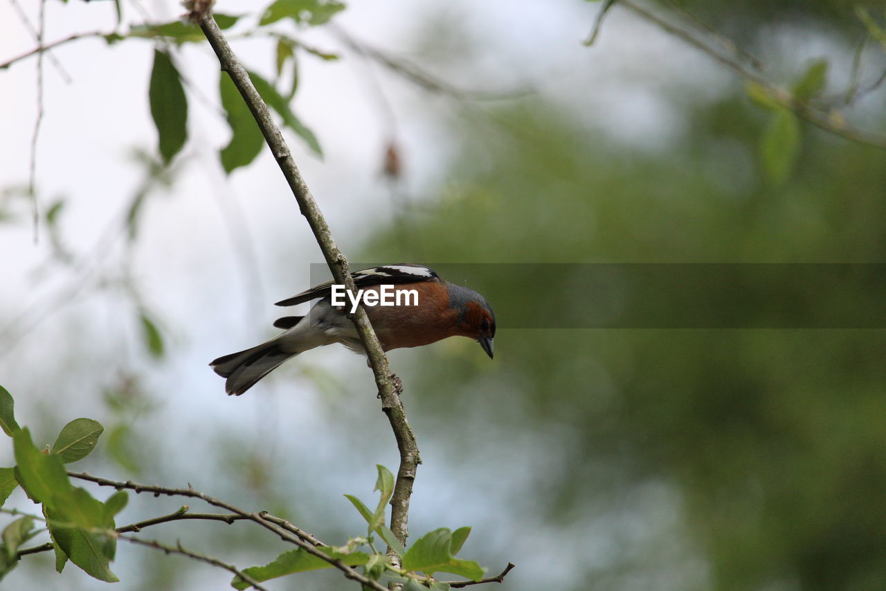 Bird perching on twig