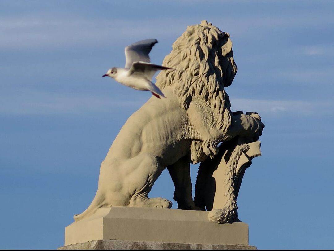 LOW ANGLE VIEW OF SEAGULL AGAINST SKY