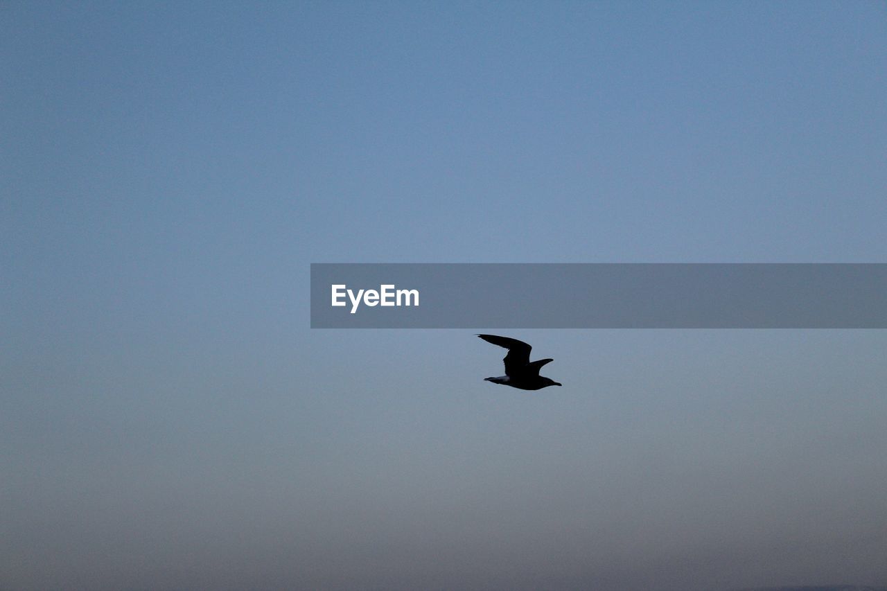 BIRD FLYING IN CLEAR SKY