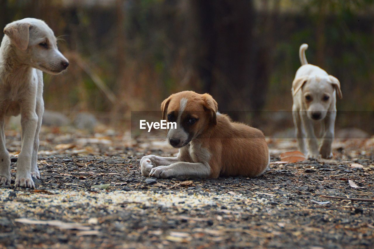 Dogs relaxing on land