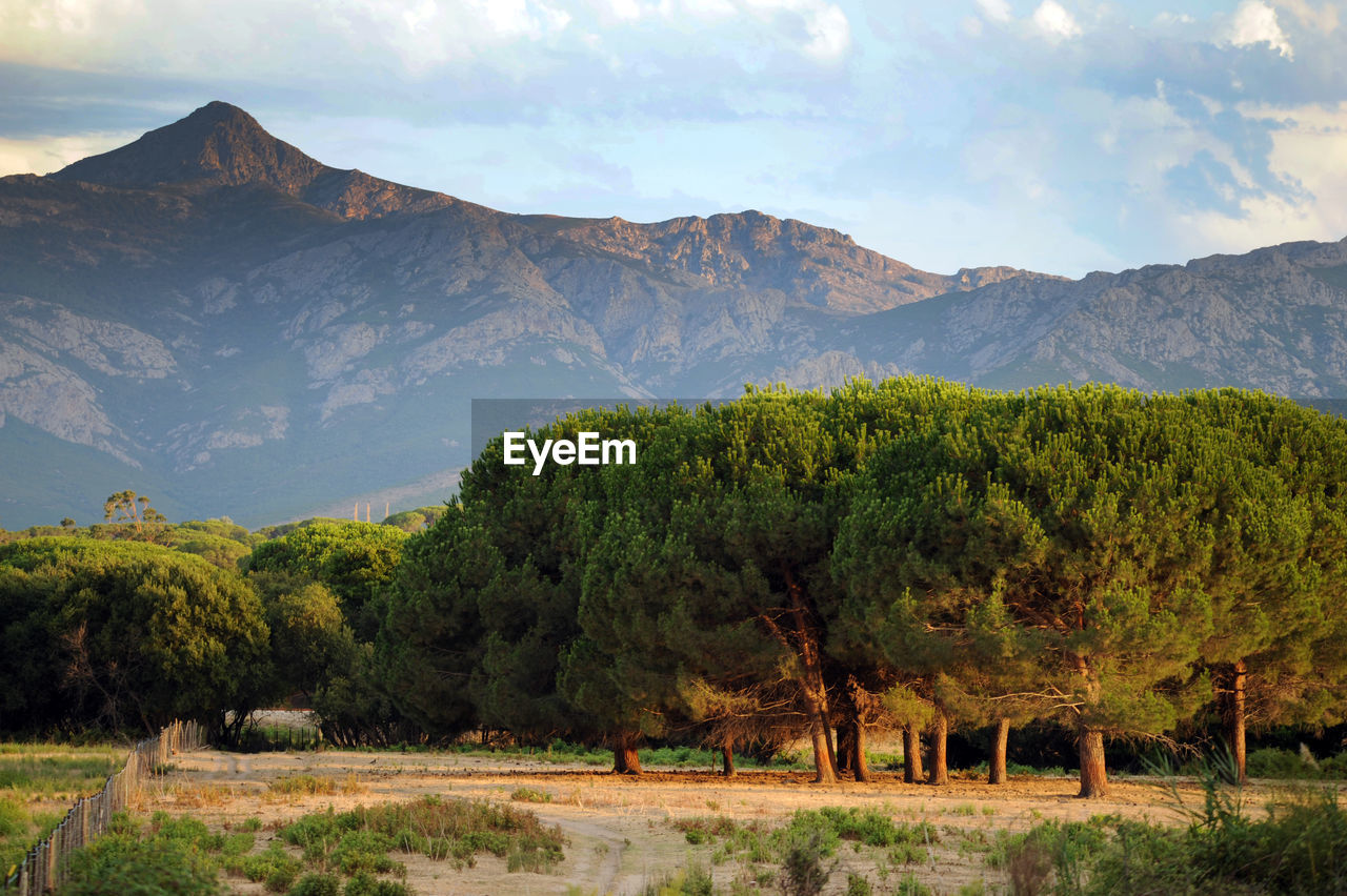 SCENIC VIEW OF TREES ON MOUNTAIN AGAINST SKY