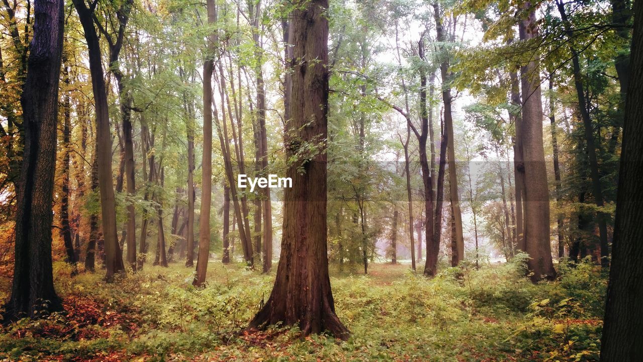 VIEW OF TREES IN FOREST