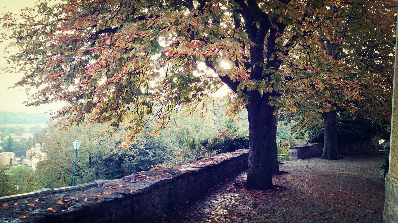 Trees during autumn