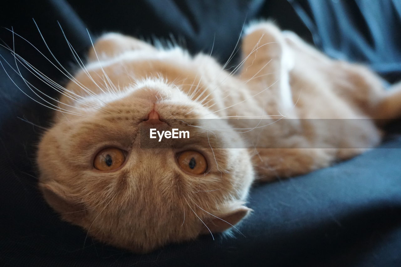 CLOSE-UP PORTRAIT OF A CAT RESTING