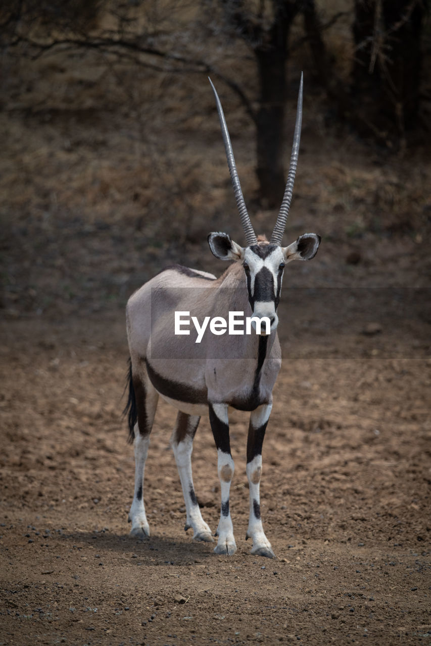 Gemsbok stands on stony ground near trees