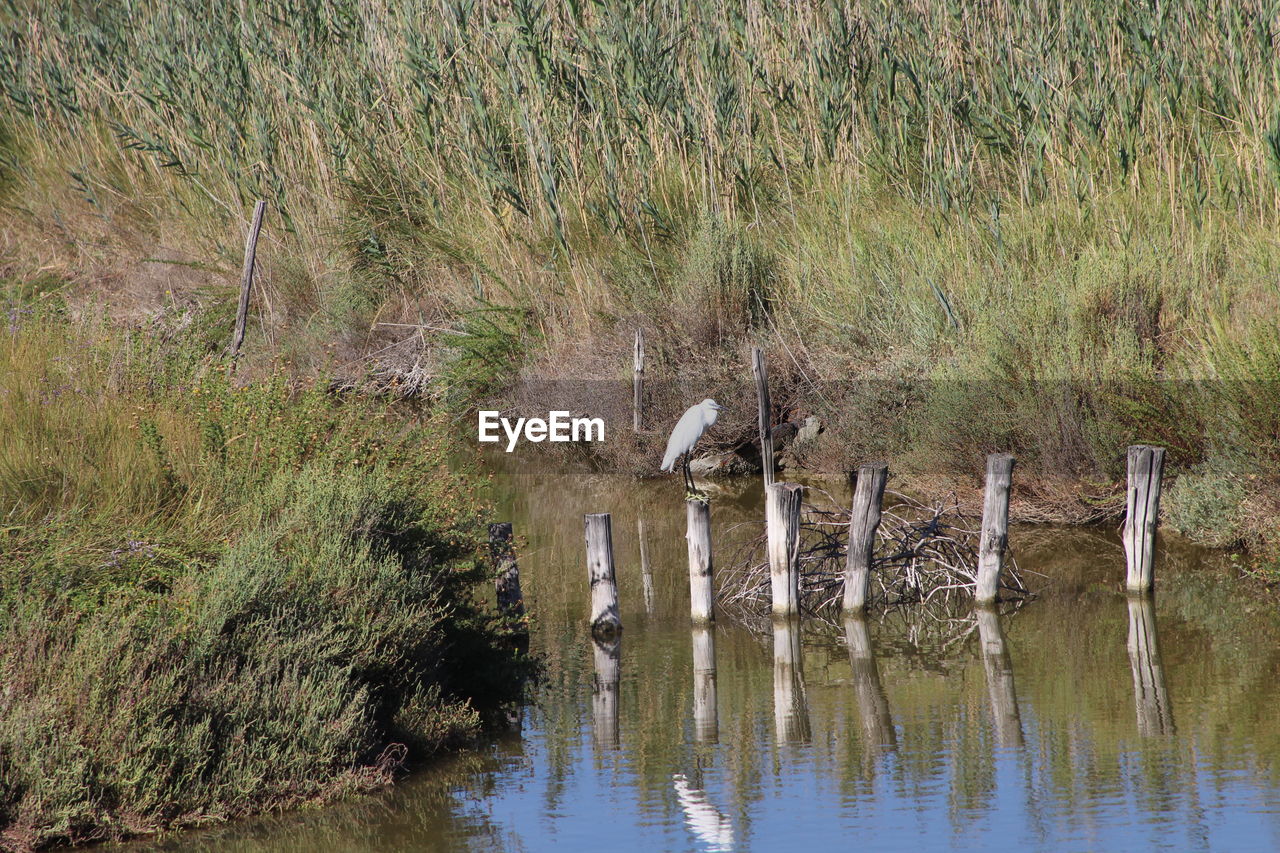 Reflection of trees in water