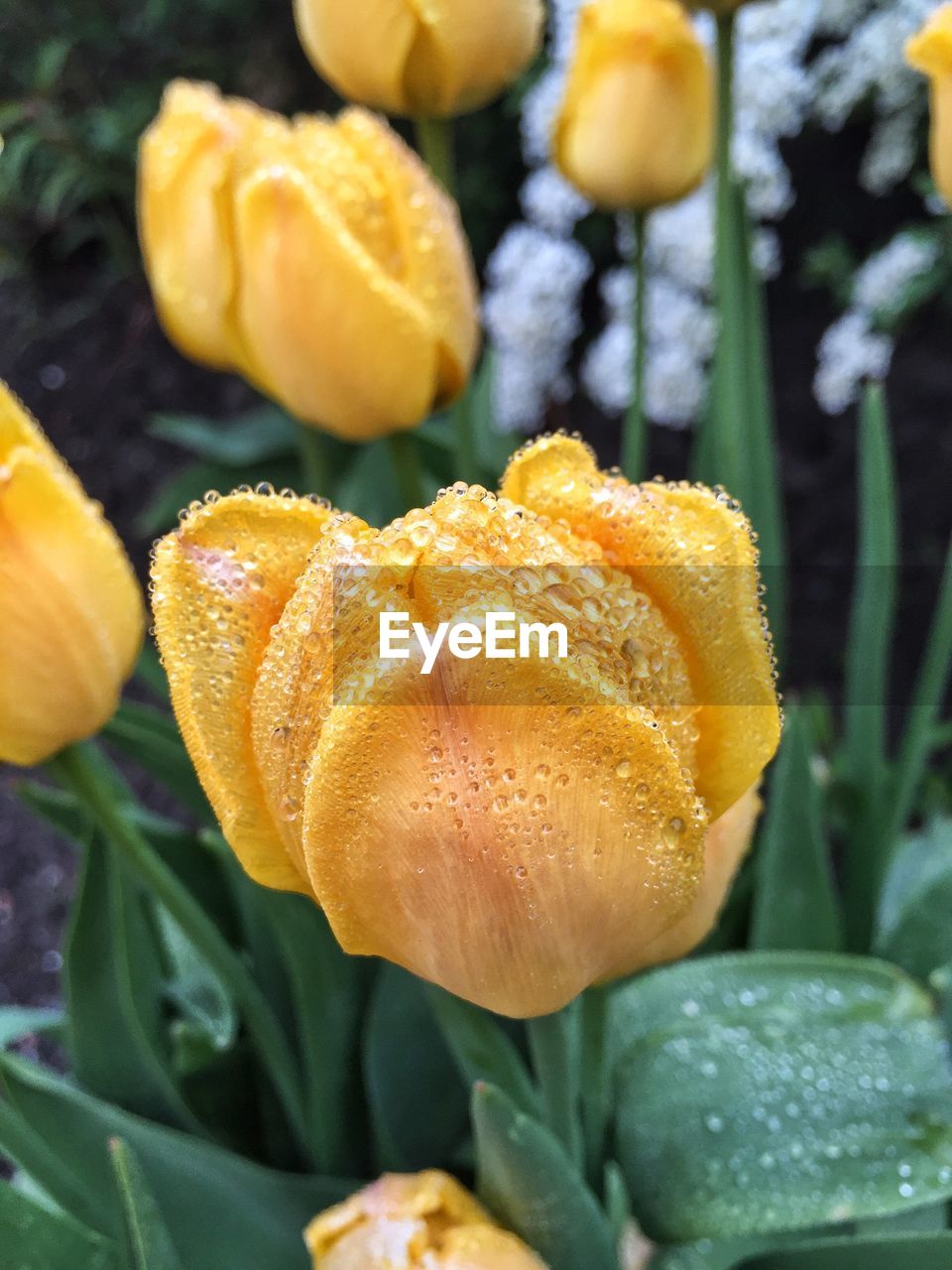 Close-up of yellow flowers