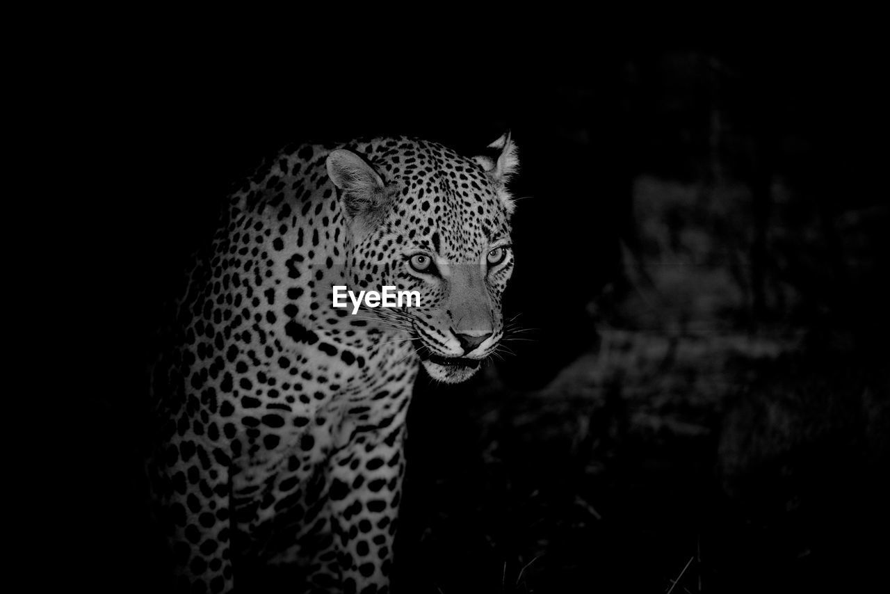 Leopard in the wild at night