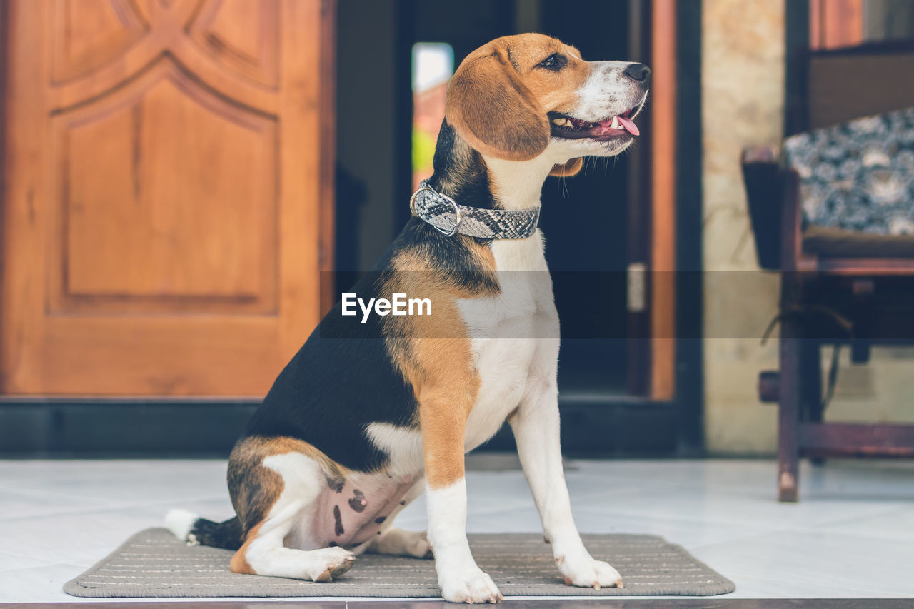 Dog looking away while sitting at home