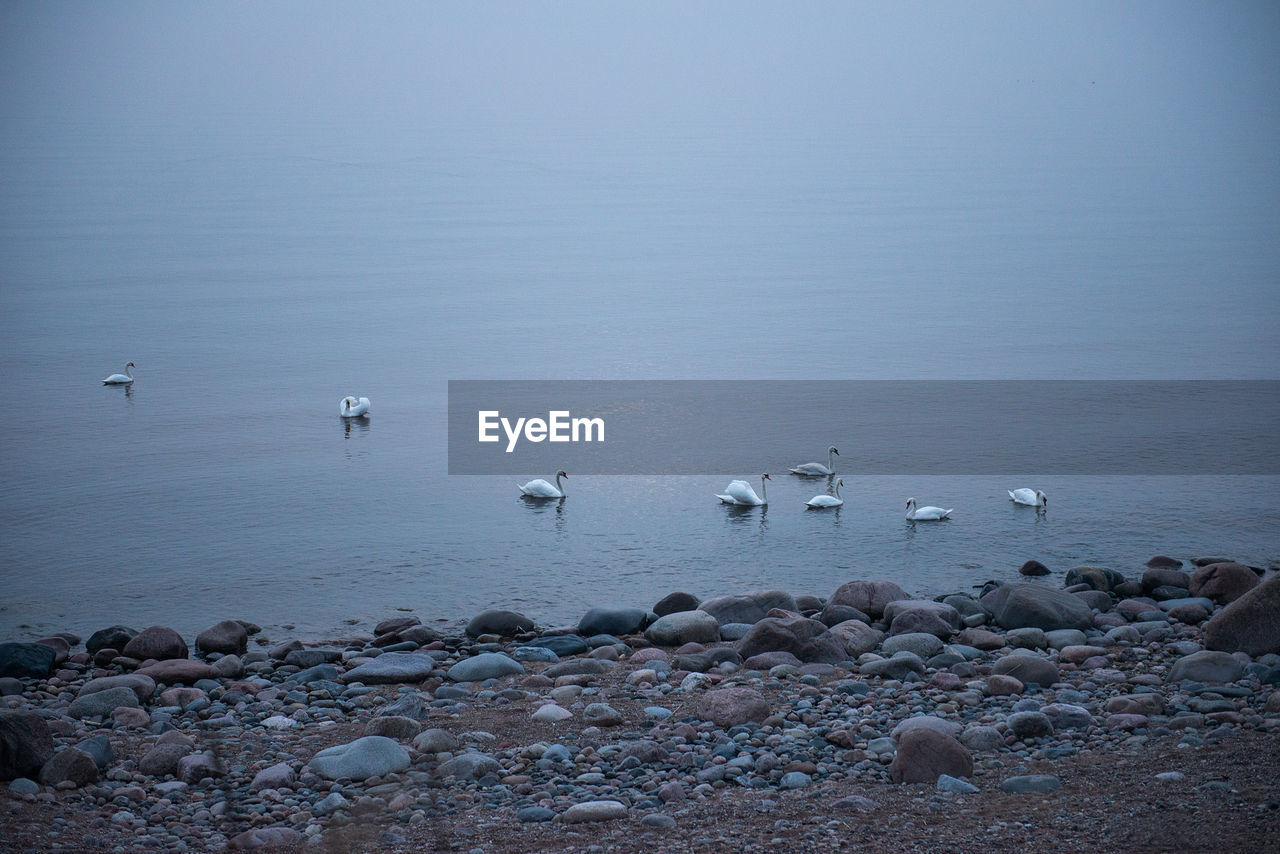 High angle view of swans swimming on lake