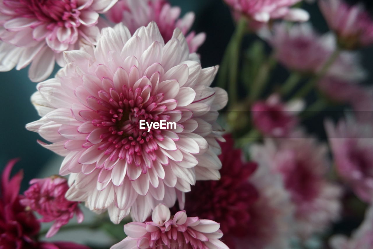 CLOSE-UP OF PINK DAHLIA OUTDOORS