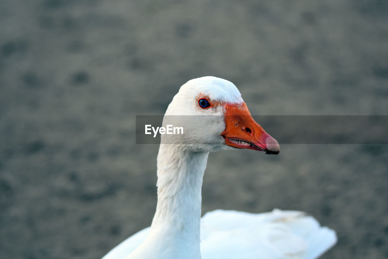 CLOSE-UP OF A DUCK