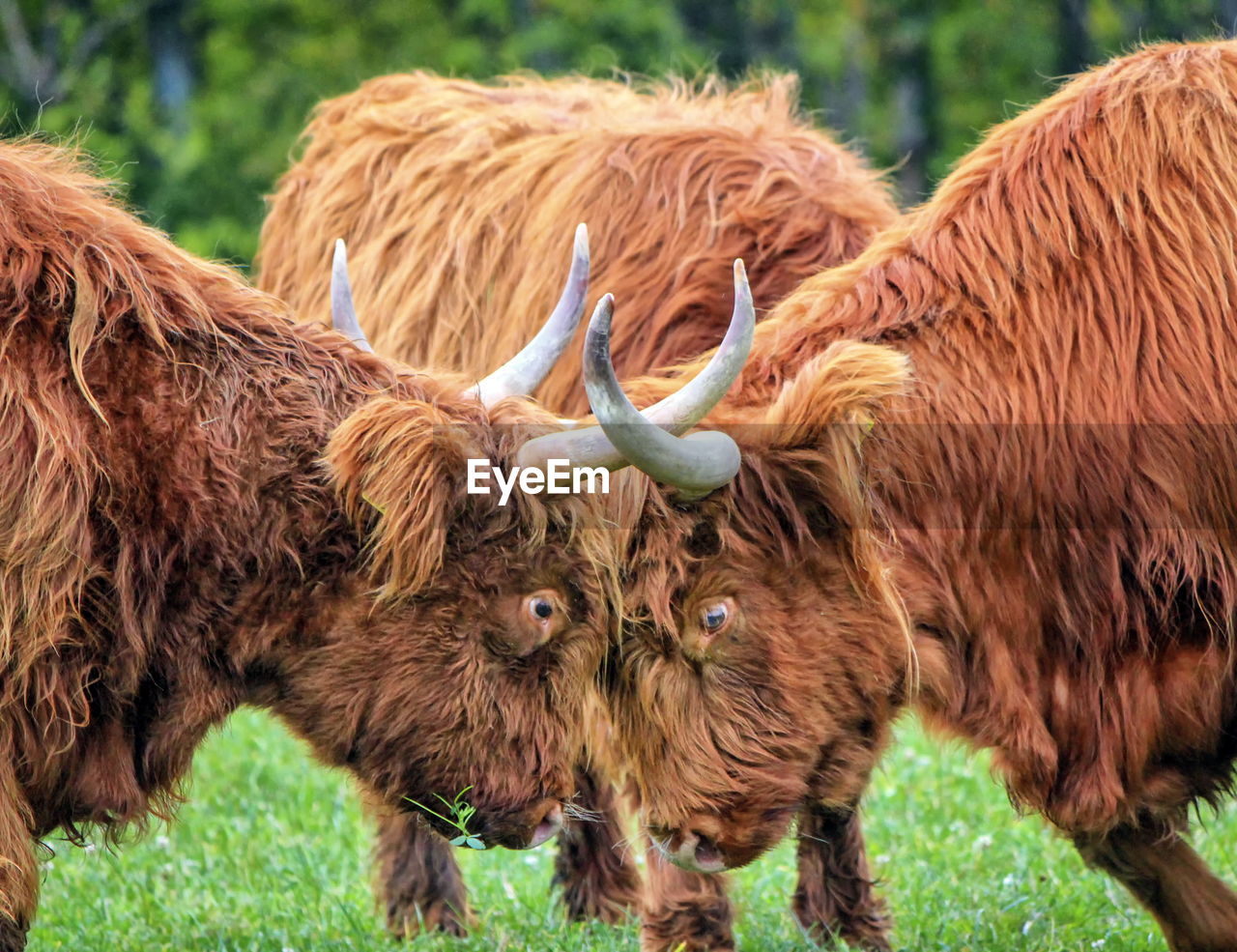 Two highland cows fighting in a meadow