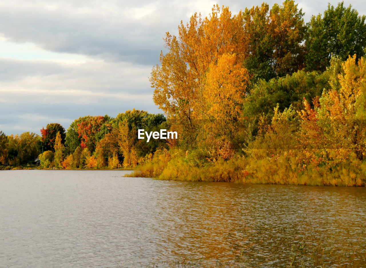 TREES BY LAKE DURING AUTUMN