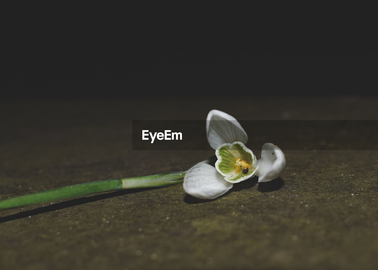 Close-up of flower against blurred background