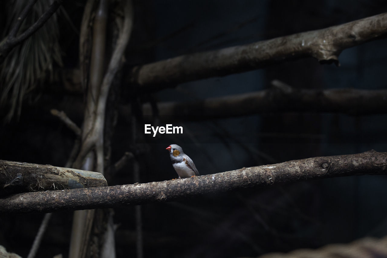 BIRD PERCHING ON A BRANCH