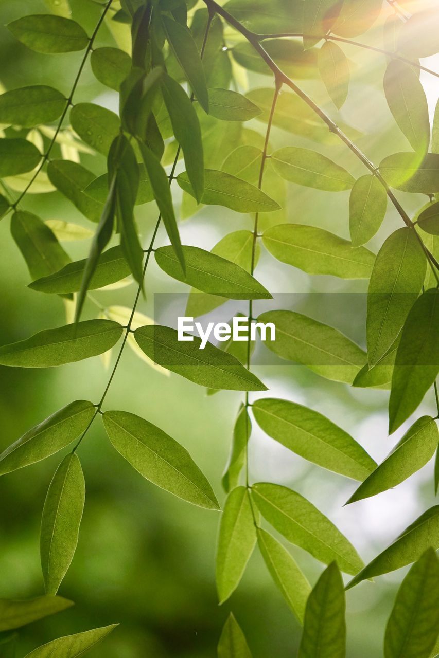 Green tree leaves and branches in the nature in summer