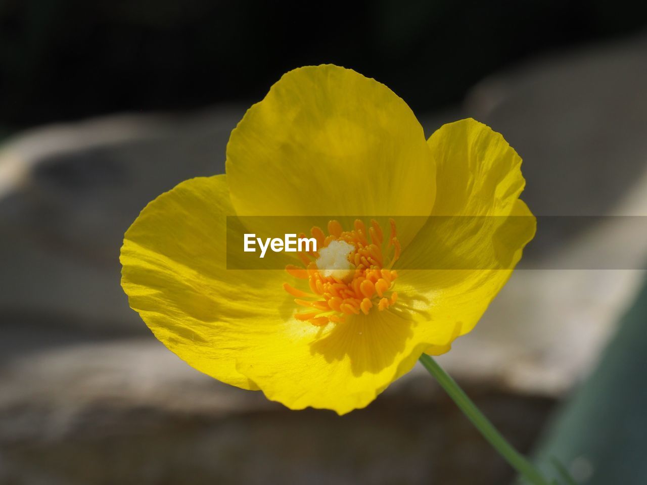 CLOSE UP OF YELLOW FLOWER