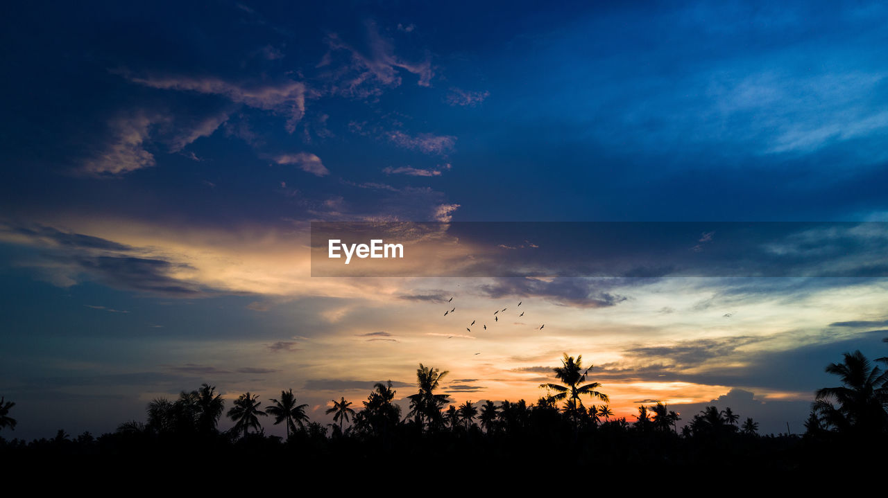 Low angle view of silhouette trees against sky during sunset