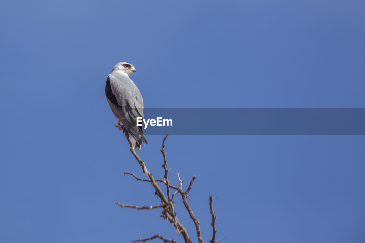 BIRD PERCHING ON A BRANCH