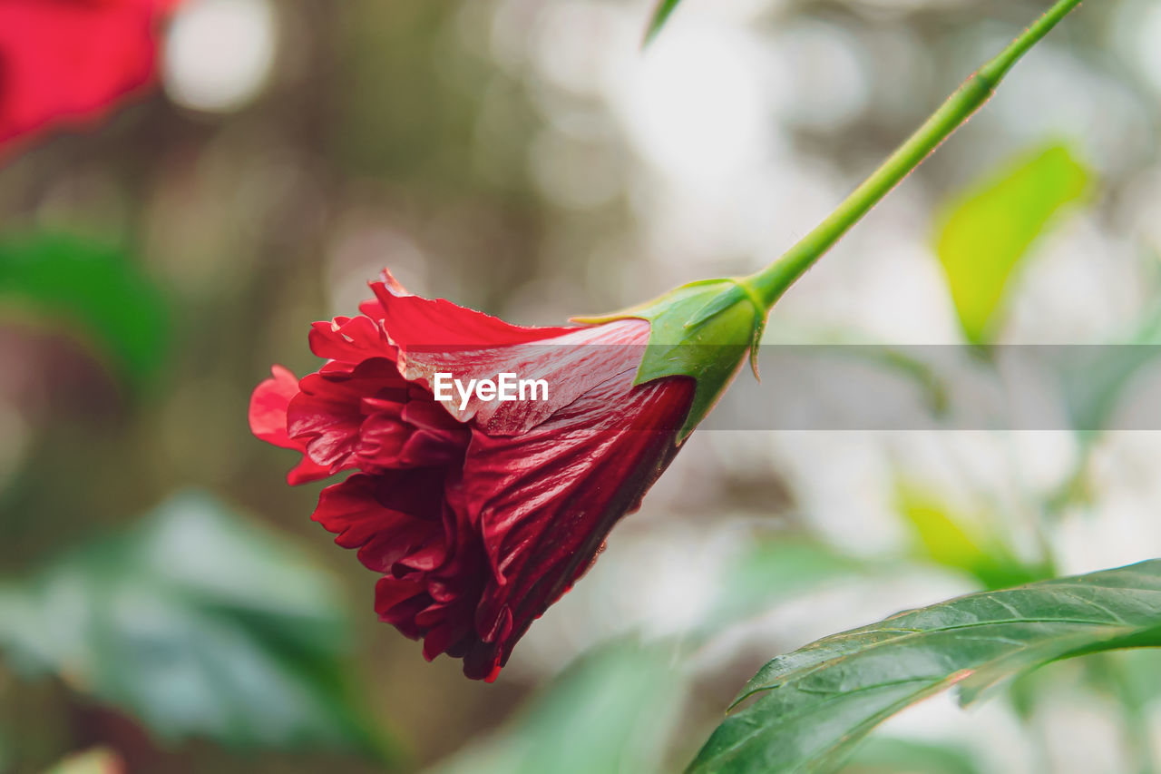 I found this hibiscus flower while walking to our camping area in a mountain in west java.