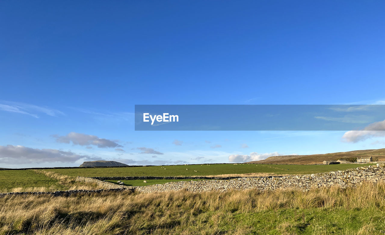 Late autumn landscape, with stone walls, farms, and the pen-y-ghent peak, near, settle, uk