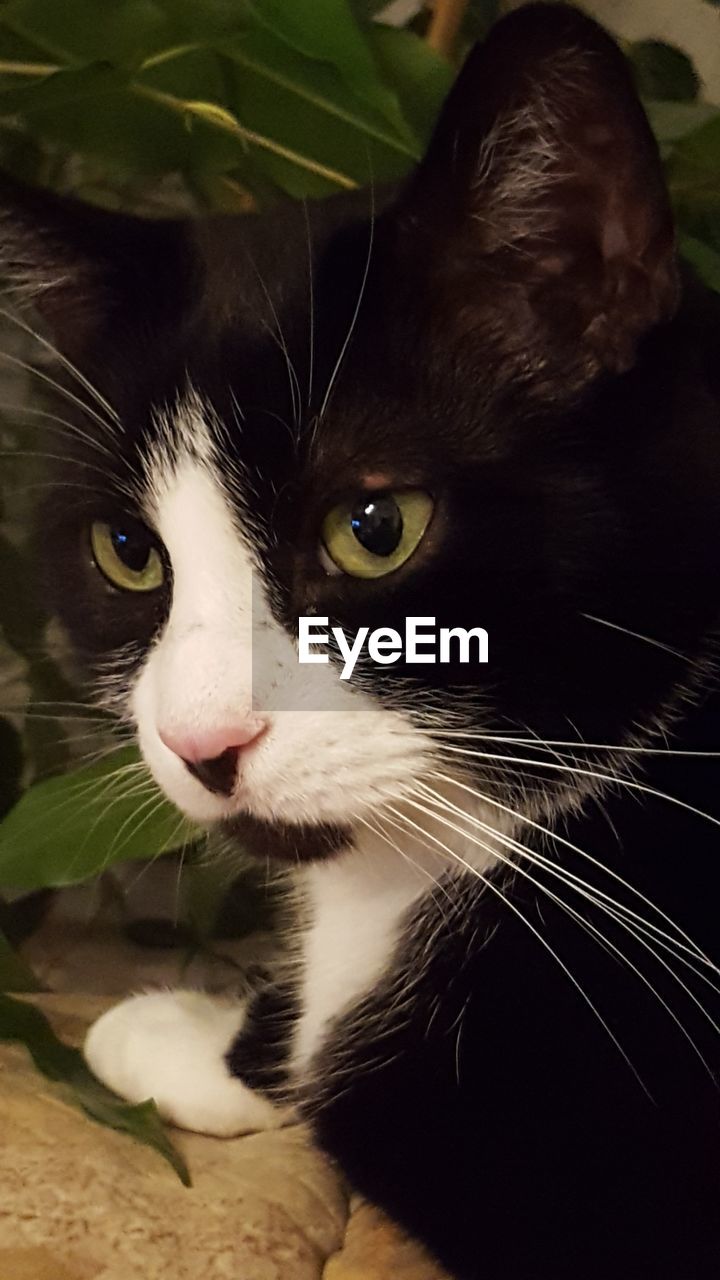 PORTRAIT OF CAT