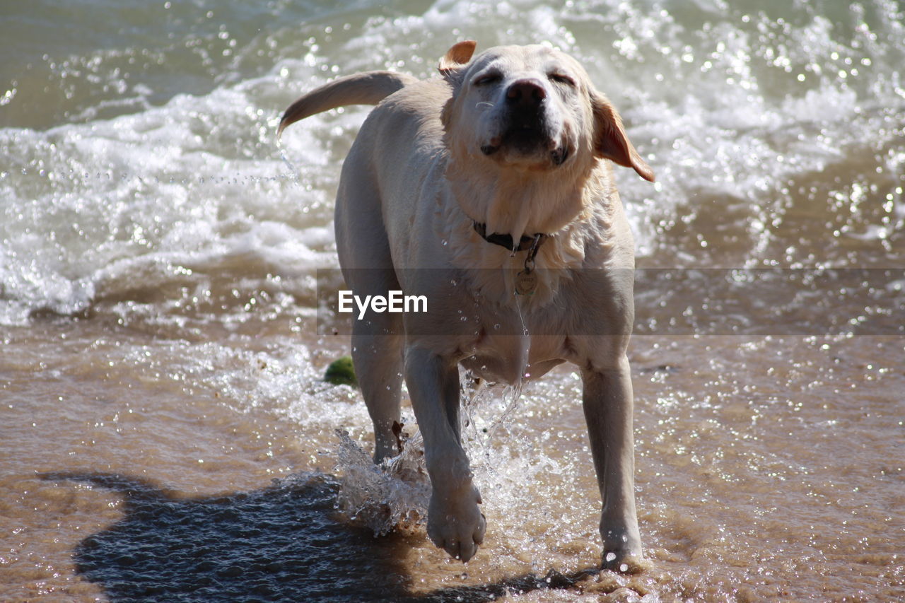 Dog playing in water at beach