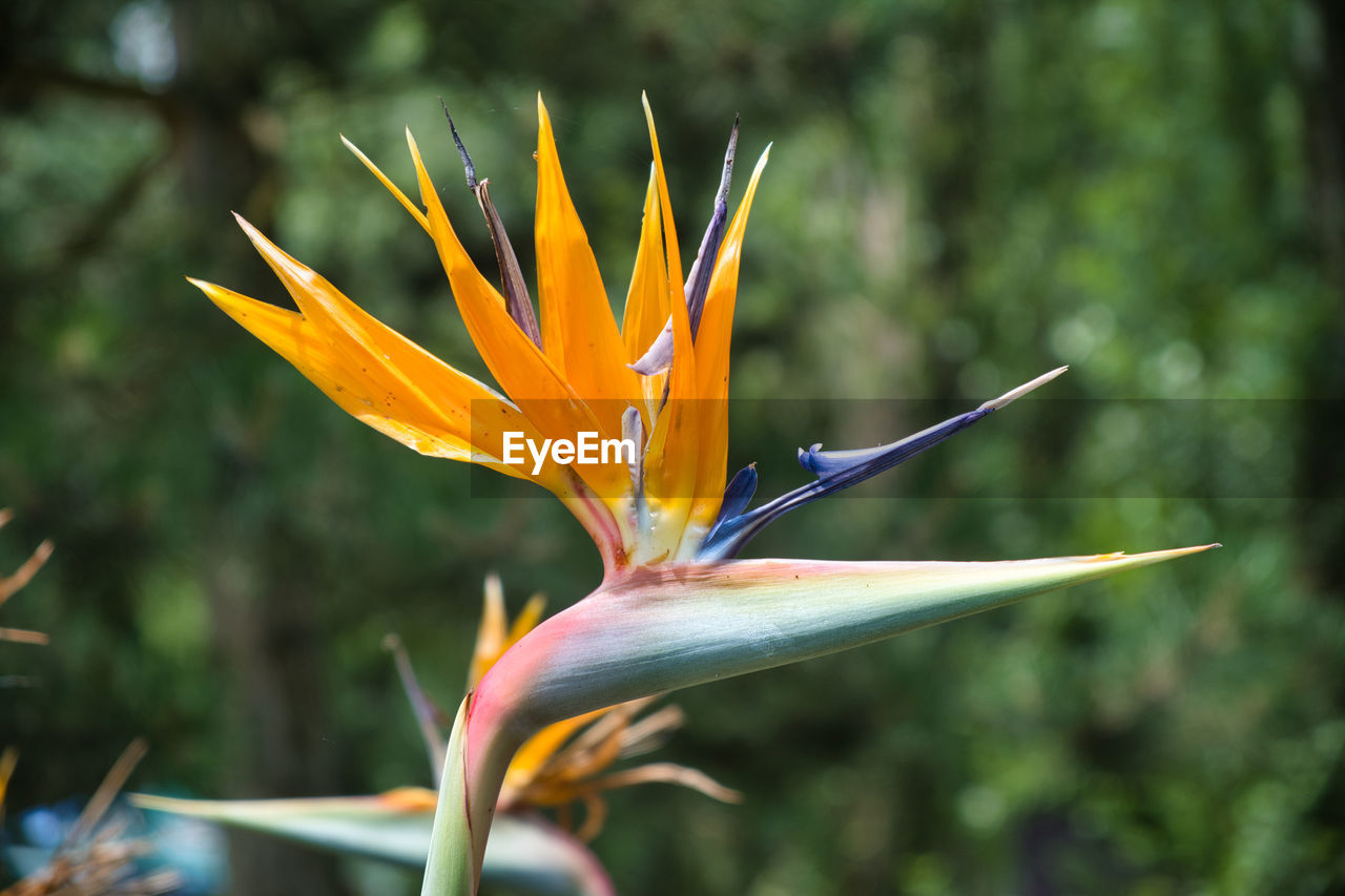 Close-up of orange flowering plant