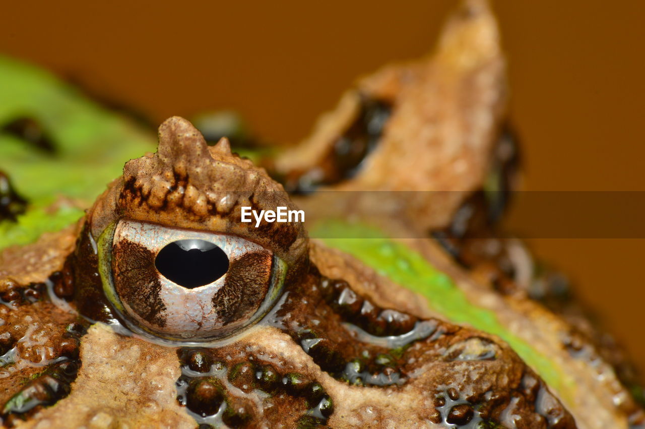 CLOSE-UP OF BREAKFAST