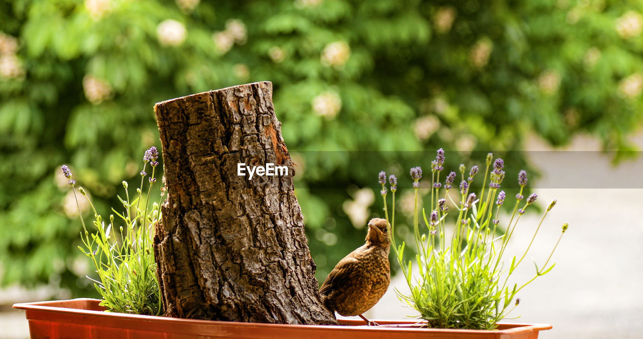 CLOSE-UP OF A BIRD ON A LAND