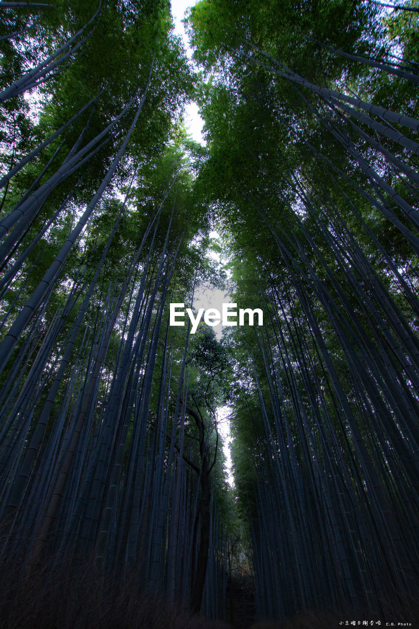 LOW ANGLE VIEW OF BAMBOO FOREST
