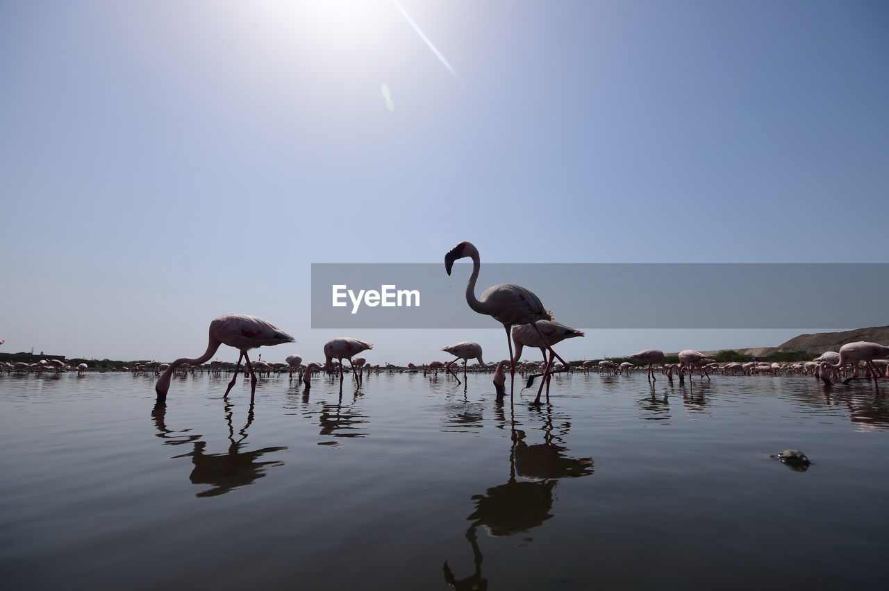 FLOCK OF BIRDS IN LAKE