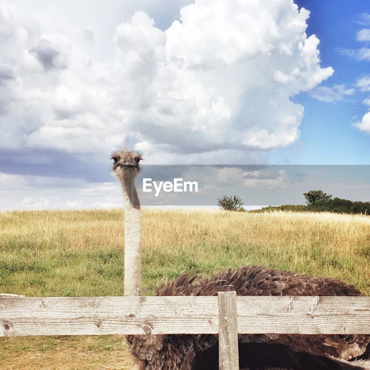 Ostrich on field against cloudy sky