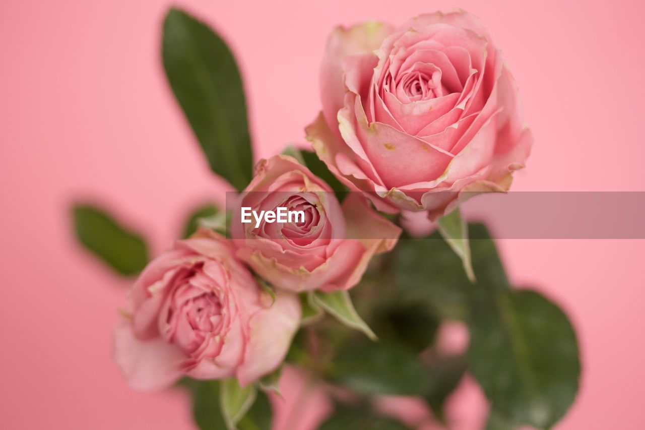 CLOSE-UP OF PINK ROSES