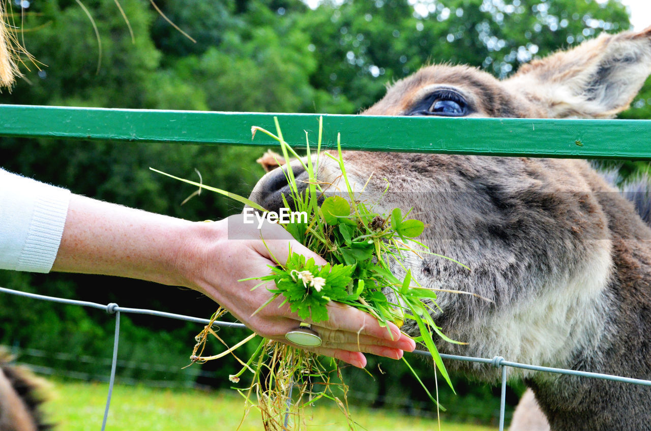 Cropped hand feeding clover to donkey