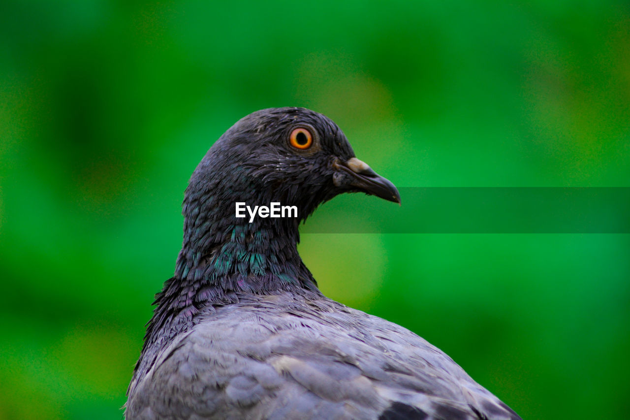 CLOSE-UP OF BIRD LOOKING AWAY