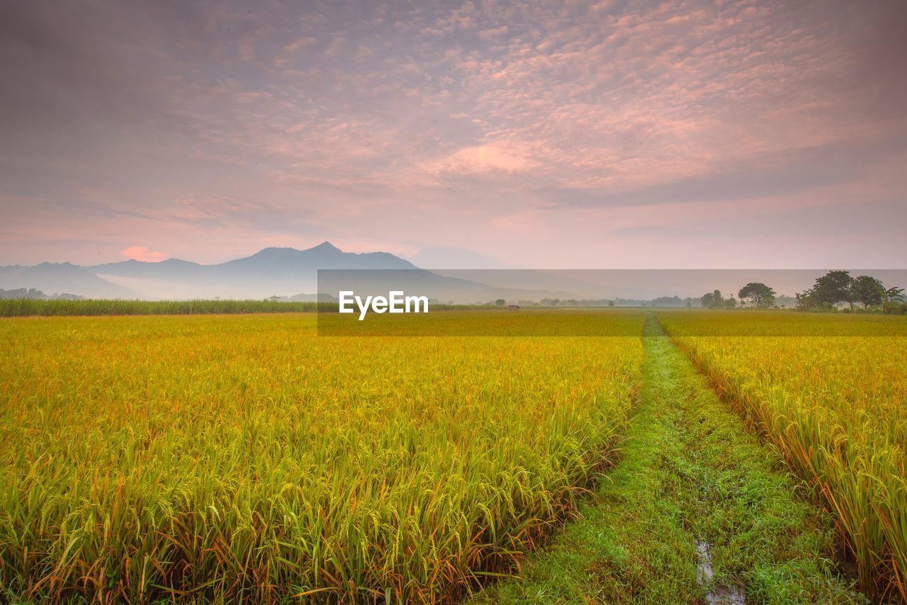 Scenic view of field against sky during sunset