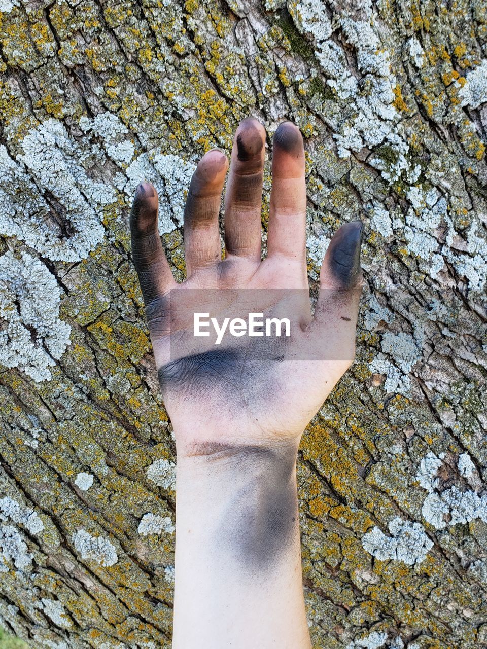 Close-up of cropped dirty hand against tree trunk with lichens